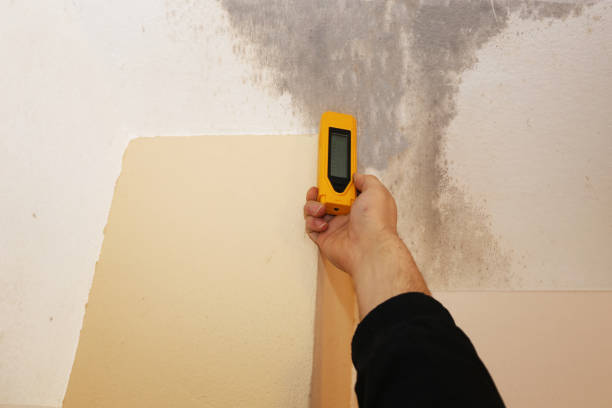 Best Attic Mold Removal  in Steilacoom, WA