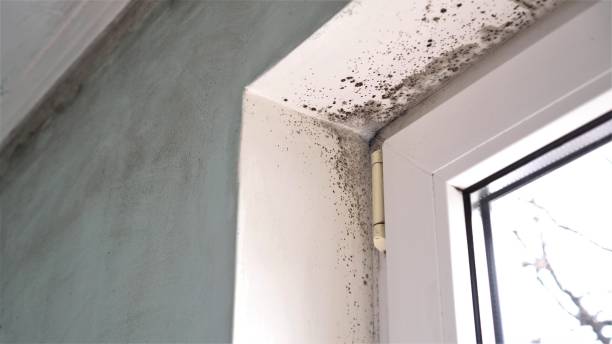 Best Mold Remediation for Healthcare Facilities  in Steilacoom, WA