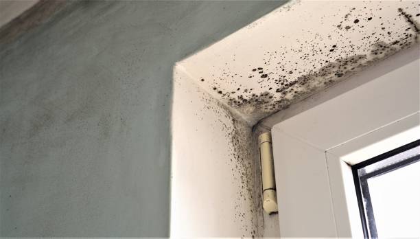 Best Emergency Mold Remediation  in Steilacoom, WA