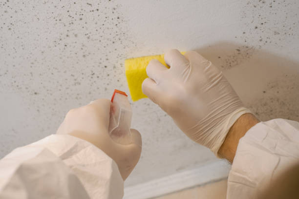 Best Mold Remediation for Rental Properties  in Steilacoom, WA