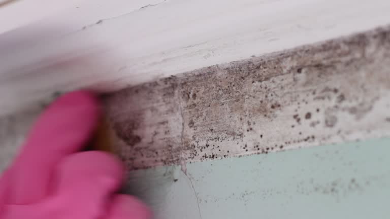 Best Forensic Mold Investigation  in Steilacoom, WA